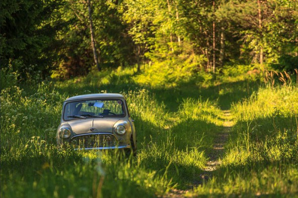 1959 in the woods